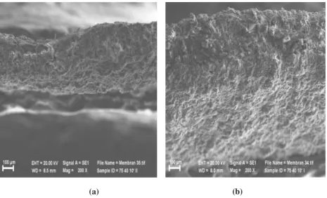 Gambar 3. Penampang melintang membran zeolit nanofiltasi pada ukuran 40 mesh, durasi centrifuge 10 menit pada 75% volume limbah dengan 25% volume aquadest