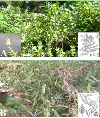 Gambar 1. Habitus tumbuhan akuatik (A. Acanthus ilicifolius, B. Coix lacryma-jobi) 