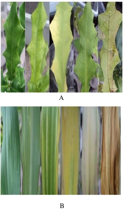 Gambar 3. Perubahan morfologi daun  A. Acanthus ilicifolius B. Coix lacryma-jobi 