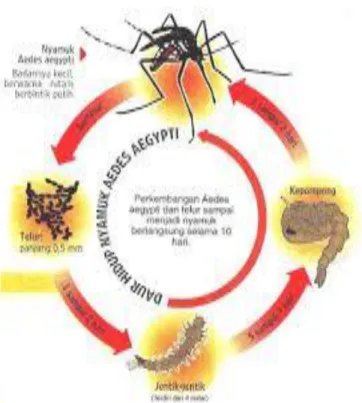 Gambar 1. Siklus Hidup Nyamuk Aedes aegepty   (Kemenkes   RI, 2014). 