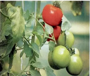Gambar 2.2 Tomat (Lycopersicum esculentum Mill)                                                                       Sumber: Dalimartha S