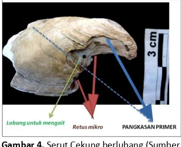 Gambar 4. Serut Cekung berlubang (Sumber: 