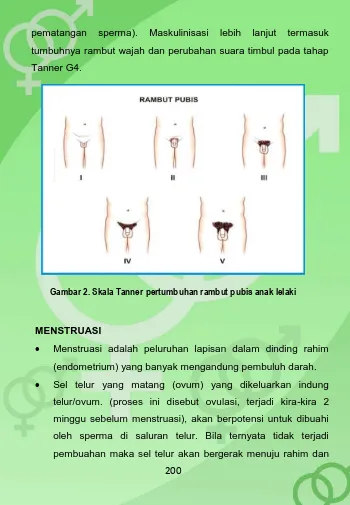 Gambar 2. Skala Tanner pertumbuhan rambut pubis anak lelaki 