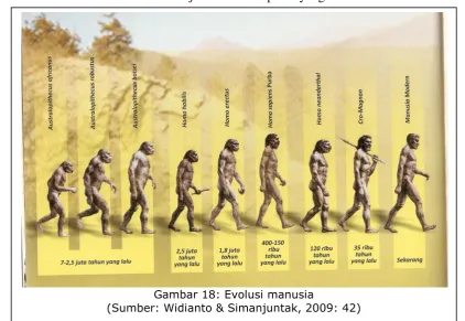 Gambar 18: Evolusi manusia  