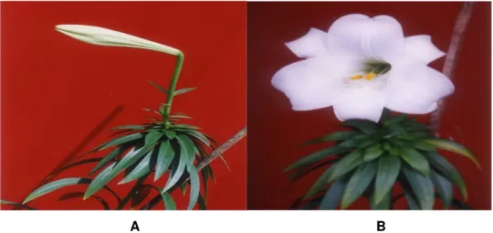 Gambar 1. Bunga lily Snow Queen G3P3 yang masih kuncup pada umur 24  MST (A) dan yang telah mekar pada umur 28 MST