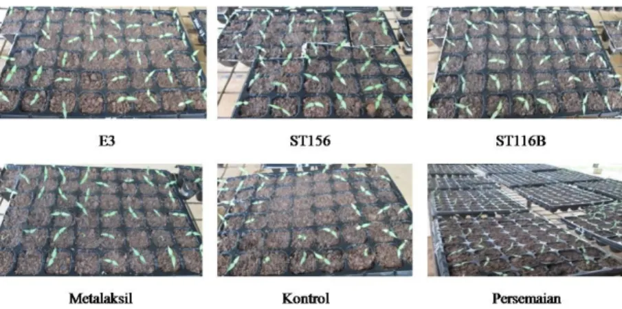 Gambar 3.   Perkecambahan cabai dari benih yang telah dilapisi rizobakteri, metalaksil, dan tanpa perlakuan  (kontrol)  