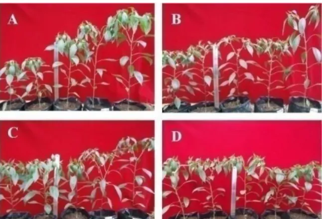 Gambar 4.   Performa  pertumbuhan  tinggi  tanaman  cabai  (ket:  kiri  ke  kanan  secara  berurutan  dimulai  dari  kontrol,  metalaksil,  E3,  ST156, dan  ST116B;  A=  ulangan  1,  B=  ulangan  2,  C=  ulangan  3,  D=  ulangan 4) 
