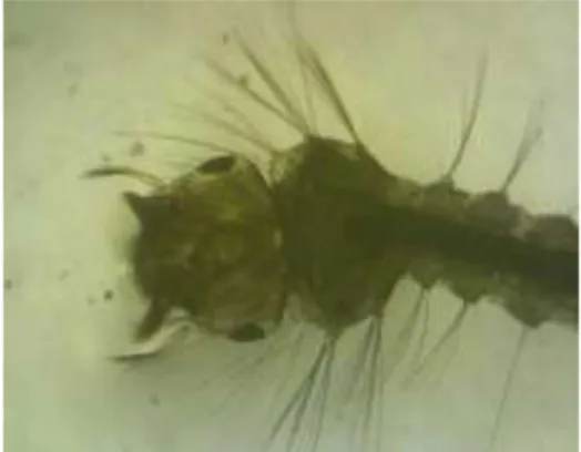 Gambar 5. Larva Nyamuk Culex  quinquefasciatus Perbesaran 4 x 10 