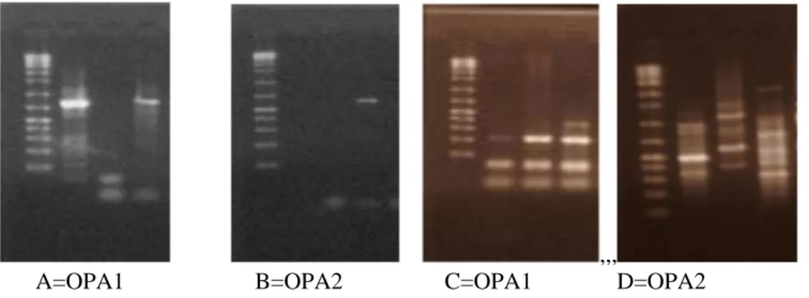 Gambar 2. Profil  PCR-RAPD  dari  3  sampel  cengkeh  dengan  Metode  CTAB  (Gambar  A  dan  B)  dan  metode CTAB modifikasi (Gambar C dan D) 