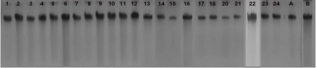 Gambar 1.  Hasil Uji Kualitas  DNA  dengan Elektroforesis 1%  Agarose. 1-24 = sampel  dari tanaman hasil  fusi protoplas; A = parental; B = parental 