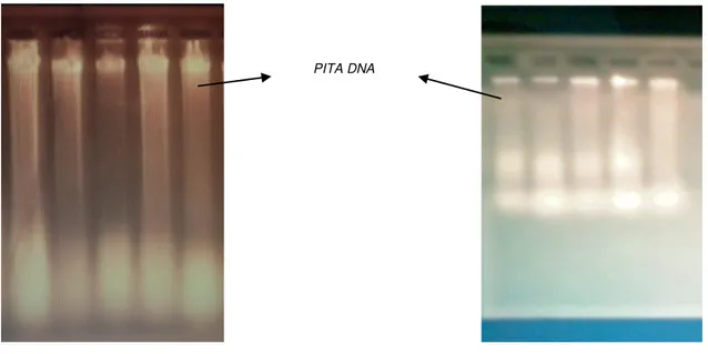 Gambar  1  menunjukkan  bahwa  pita  DNA  yang  diperoleh  dari  hasil  isolasi  daun  menghasilkan  pita  DNA  yang  jelas  dan  bersih,  hal  ini  berarti  bahwa  kualitas  DNA  yang  dihasilkan  dari  isolasi  daun  memiliki  kualitas yang baik