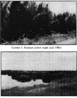 Gambar 5. Rumpun pohon bakau (Juli 1985) 