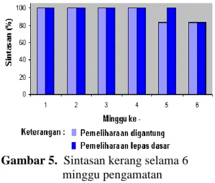 Gambar 5.  Sintasan kerang selama 6                       minggu pengamatan 