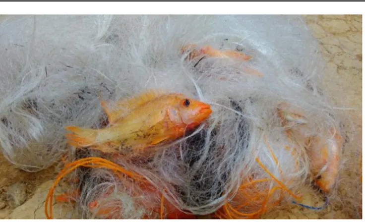 Gambar 3. Ikan red devil yang tertangkap jaring insang   (Sumber : Hasil Penelitian, 2015) 