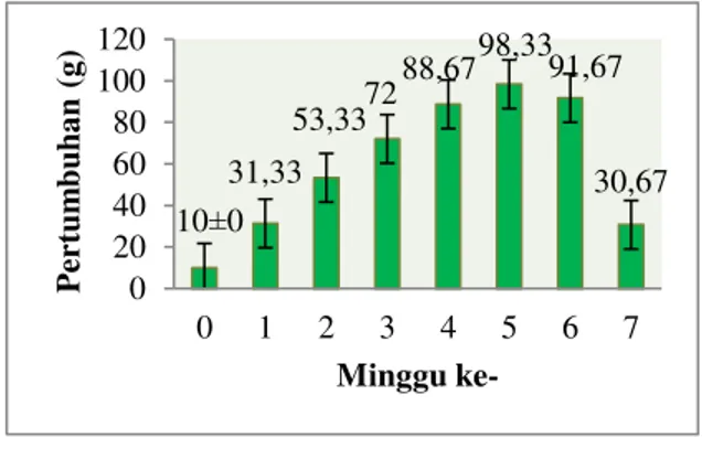 Gambar 1. Grafik pertumbuhan harian  rumput laut Kappaphycus alvarezii 