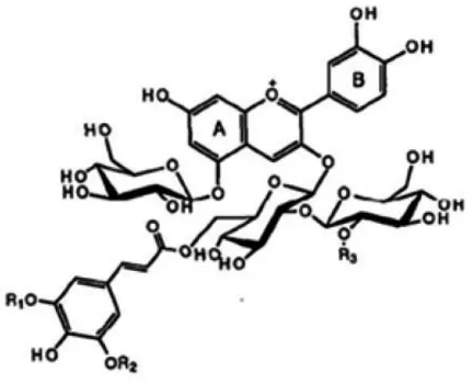 Gambar 12: Struktur Senyawa golongan Antosianin dalam Ekstrak Kubis Ungu