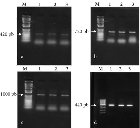 Gambar 4. Hasil amplifikasi DNA nematoda puru akar dari Desa Sumber Brantas, Jawa Timur  menggunakan primer spesifik: a, Meloidognye arenaria; b, M