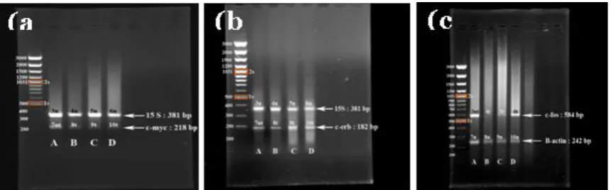 Figure 4. (a) Effect of EtOH extract oftreated with 50 A.indica (neem) on the expression of c-myc gene in HeLa cell line.PCR products were analyzed on a 1.5% agarose gel