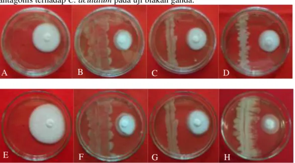 Gambar  1.  Kemampuan  daya  hambat  isolat  rizobakteri  indigenos  terhadap  C.    gloeosporioides