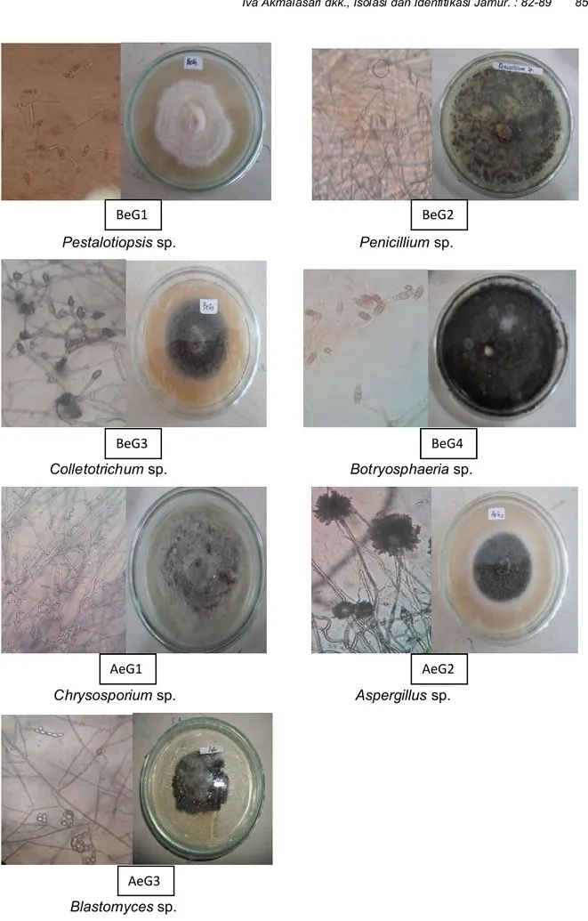 Gambar 1. Karakteristik mikroskopis dan makroskopis jamur endofit dari jaringan tanaman  manggis