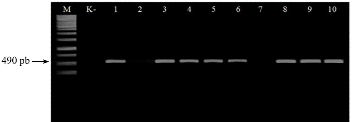 Gambar 1  Visualisasi pita DNA isolat-isolat Colletotrichum acutatum asal cabai hasil  amplifikasi menggunakan pasangan primer CaInt2/ITS4