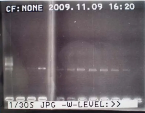 Gambar 3. Fisualisasi PCR product hasil analisis.Analisis (dari kiri :  Marker, MG.500.1.1,