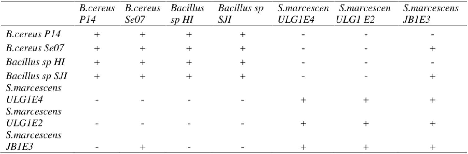 Tabel 1 : Kesesuaian (kompatibelitas) antara bakteri endofit dengan galur yang berbeda