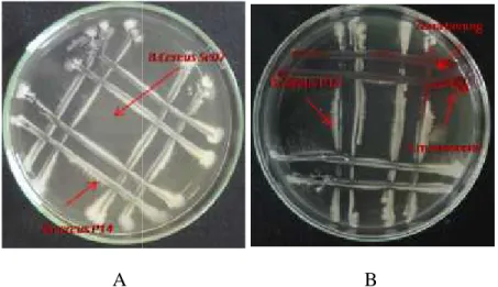 Gambar 1 : Kesesuaian (Kompatibilitas) antara bakteri endofit ; A. Kompatibel, B. Tidsk kompatibel