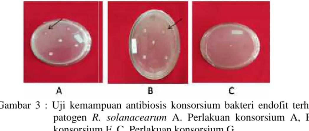 Gambar  3 :  Uji  kemampuan  antibiosis  konsorsium  bakteri  endofit  terhadap  bakteri patogen R