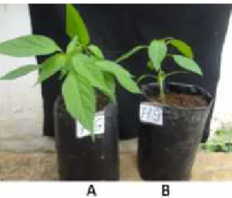 Gambar  4 Pertumbuhan  bibit  cabai;  A.  Bibit  yang  diintroduksi  konsorsium bakteri endofit, B
