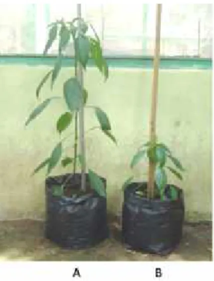 Gambar  5:  Pertumbuhan  tanaman  cabai:  A.; Tanaman  cabai  yang  diintroduksi konsorsium  bakteri  endofit, B
