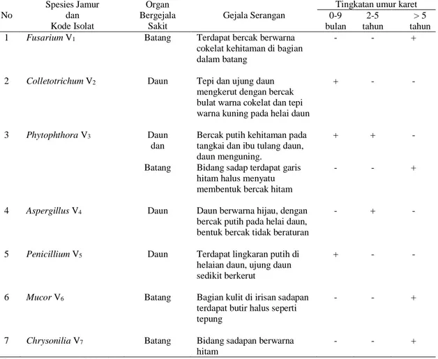 Tabel 1 .  Jamur yang diisolasi dari Daun dan Batang Bergejala Sakit Tanaman Karet (H