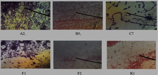Gambar 2. Hasil pewarnaan gram pada bakteri yang teridentifikasi mampu melarutkan  fosfat