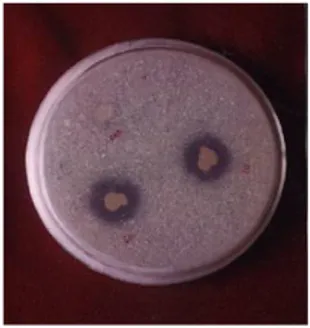 Gambar 01. Pelarutan fosfat oleh mikroba  (Isroi, 2005) 