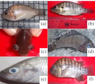 Gambar 5. Gejala klinis pada organ ikan nila; (a) ikan normal, (b) garis vertikal tubuh menghitam, (c) pembengkakan  mata (exopthalmia), (d) tubuh membentuk huruf ‘C’, (e) mata berkabut (opacity), (f) mata putih (purulens).