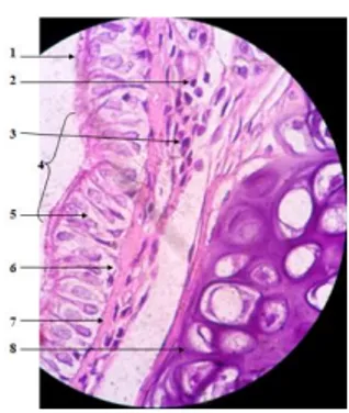Gambar  10.    Panjang  diameter  bronkus  (µm)  pada  kelompok  hewan  uji  Kontrol  (K),  (He,  100x10)