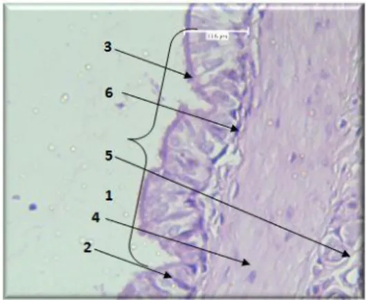 Gambar  4.  Histologi  bronkus  kelompok  Premium  dengan  pewarnaan  Hemosilin  Eosin (HE, 40x10)
