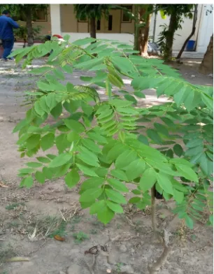 Gambar 3. Rumput mint-mintan