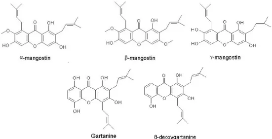 Gambar  2.  Struktur  α-mangostin, β-mangostin, γ-mangostin, gartanin, dan 8-deoxygartanin  (Chaverri, et al