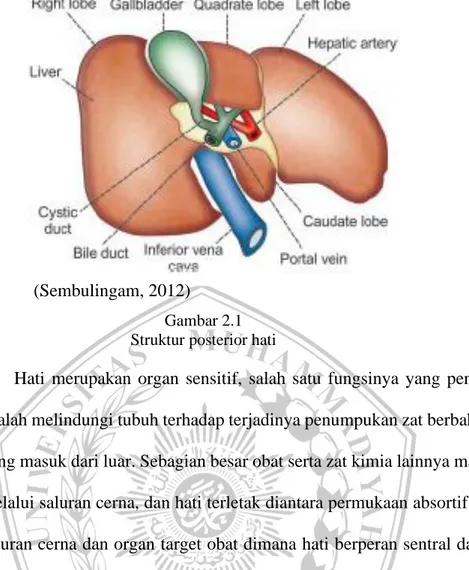 Gambar 2.1  Struktur posterior hati 