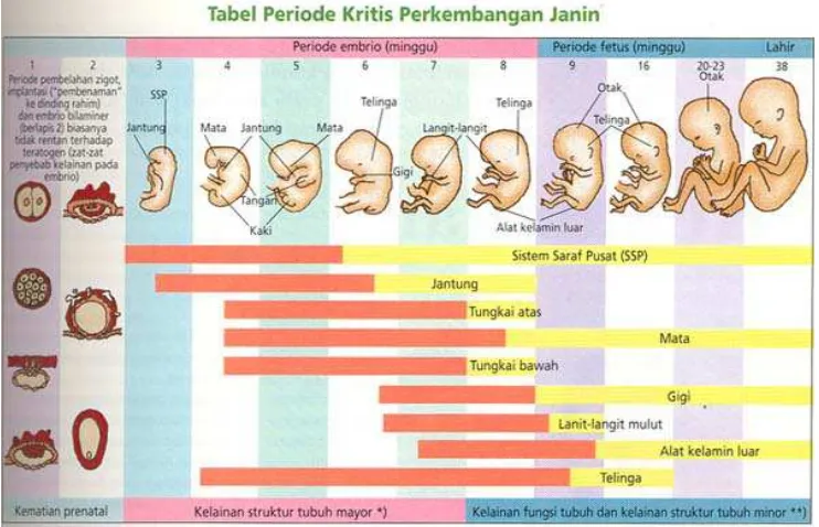 Gambar 2.2  Periode kritis perkembangan janin selama kehamilan 