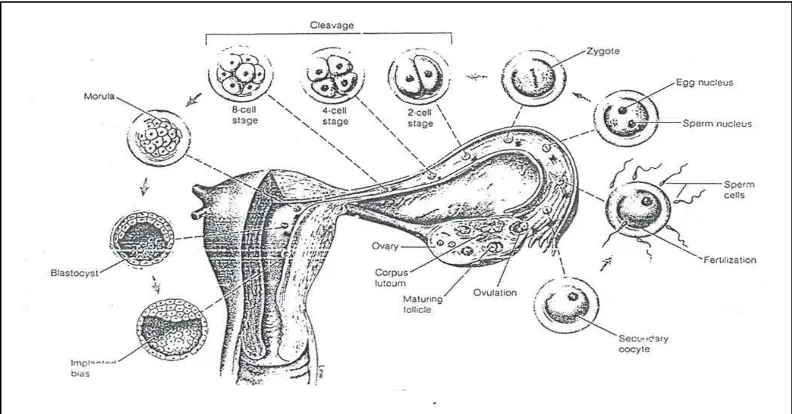 Gambar 2.1  Representase diagramatis siklus ovarium;  
