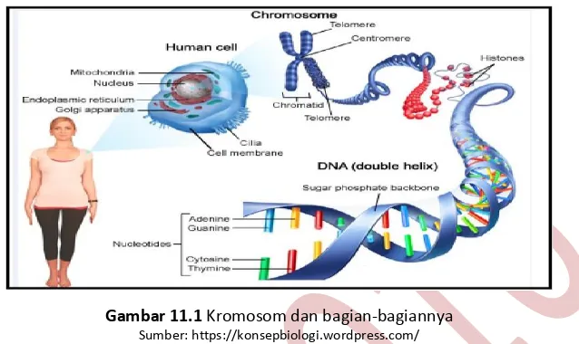 Gambar 11.1 Kromosom dan bagian-bagiannya 