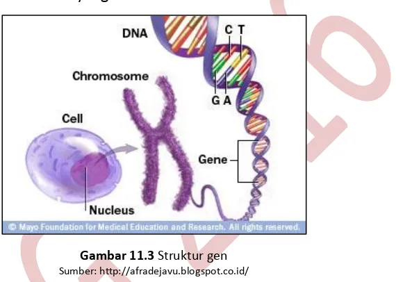 Gambar 11.3 Struktur gen 