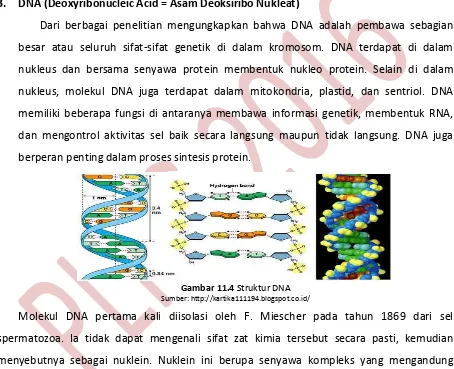 Gambar 11.4 Struktur DNA 