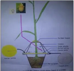 Gambar 1. Pengujian embun madu (Paguila et al., 1980) 