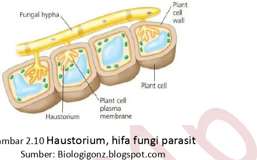 Gambar 2.10 Haustorium, hifa fungi parasit 