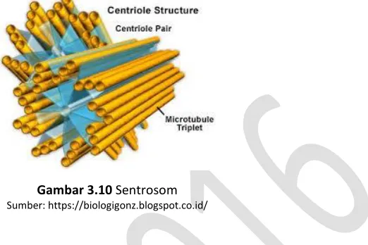 Gambar 3.10 Sentrosom 