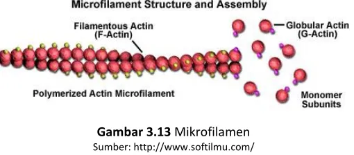 Gambar 3.13 Mikrofilamen 