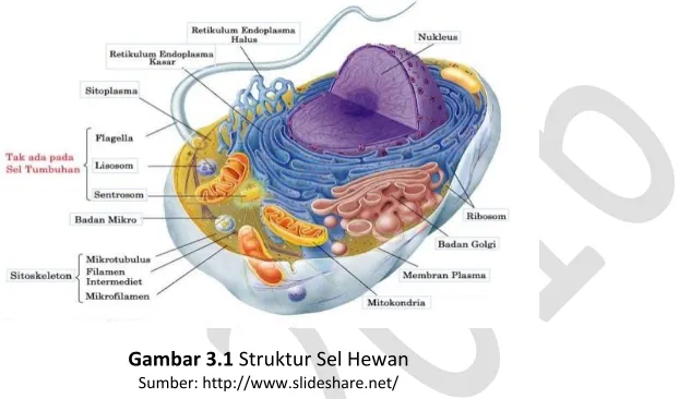 Gambar 3.1 Struktur Sel Hewan 